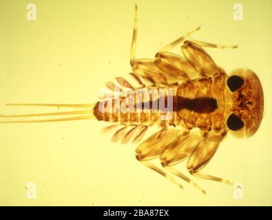 Fly larva with gills in the water Stock Photo