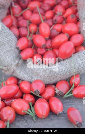 Ripe rose hips in burlap bag on the rustic background Stock Photo