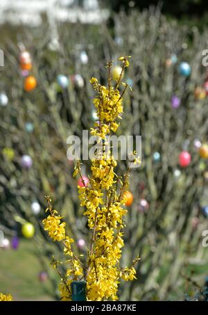 24 March 2020, Saxony, Leipzig: Yellow forsythia everywhere - here in front of a shrub with colorful Easter eggs. Photo: Volkmar Heinz/dpa-Zentralbild/ZB Stock Photo
