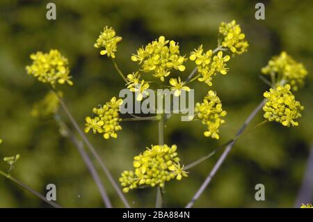 Woad or dyer's woad (Isatis tinctoria) in flower, plant leaves are used in the production of blue dye, Devon, April Stock Photo