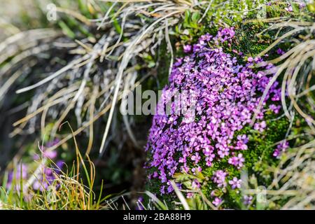 Alpine rock-jasmine - Androsace alpina, beautiful small pink flower endemic to Alps, Austria. Stock Photo