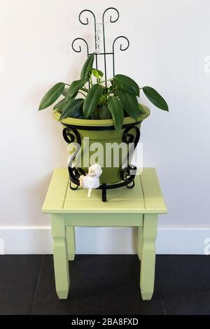 House plant interior design long green oval pointed leaves of climbing indoor plant in green pot black metal work stand resting on green stool table Stock Photo