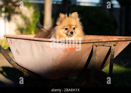 cute, dog, ears, fluffy, furry, golden, happy, inside a wheel borrow, looking far away, pet, pomeranian, red, sunset light Stock Photo