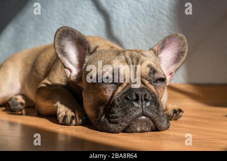 Portrait of adorable french bulldog dog sleeping on the floor alone. Stock Photo