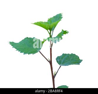 hibiscus leaves growing on isolated white background Stock Photo