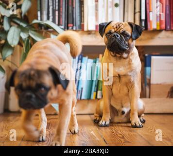 Pug dog leaving each other Stock Photo