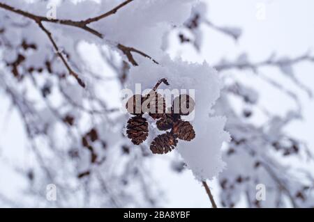 A tree branch with small cones covered with white fluffy snow on a frosty winter day Stock Photo