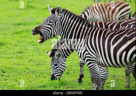 Tanzania, Tansania, Wildlife, Tiere, Landschaft, Zebra zeigt Zaehne, Stock Photo