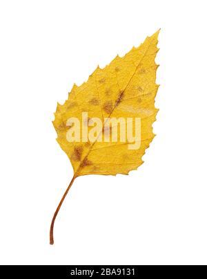 Birch tree leaf on white background. Dried birch tree leaf isolated Stock Photo