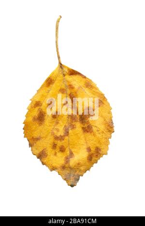 Single silver birch tree leaf on white background Stock Photo