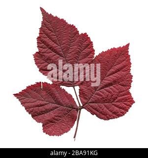 Rubus idaeus or raspberry autumn leaf isolated on white. Raspberry autumn leaf. Fall leaf of raspberry. Stock Photo
