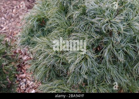 a round shape shrub of pine wood with young green needles at the beginning of spring, resembles wavy hair on a background of wood chips Stock Photo