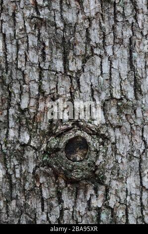 Post Oak, Quercus stellata, bark with knot Stock Photo