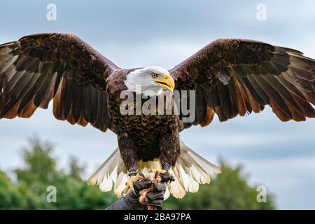 Bald Eagle landing on glove Stock Photo