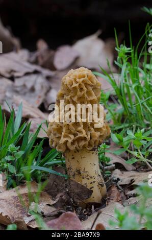 Morel, Morchella esculentoides, on forest floor Stock Photo