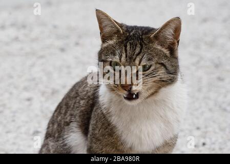 Angry looking stray cat, close-up photo of a grey and white male cat face Stock Photo