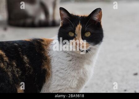 Headshot of a three color stray cat, close-up photo of a cute female kitten Stock Photo