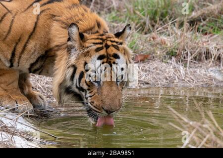 India, Madhya Pradesh, Bandhavgarh National Park. Mature male Bengal tiger at water pond (WILD: Panthera tigris) endangered species. Stock Photo