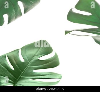 Tropical jungle Monstera leaves isolated on white background. Stock Photo