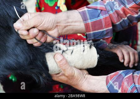 Goat broken leg treatment – Nomadic People Stock Photo