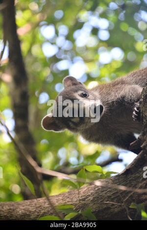 Small specimen of coati climbs trees 4