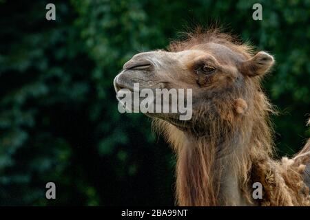 Bactrian camel side view of the head Stock Photo