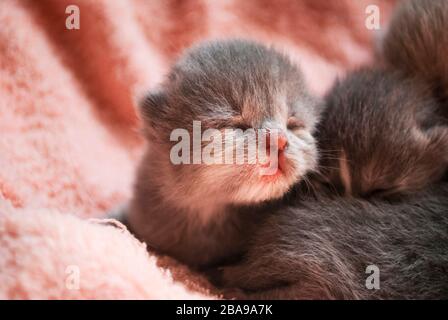 A lot of gray scottish newborn kittens lies on a pink coverlet. Close-up Stock Photo