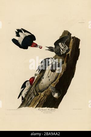 Plate 27 Red headed Woodpecker from The Birds of America folio (1827–1839) by John James Audubon - Very high resolution and quality edited image Stock Photo