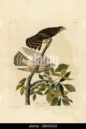 Plate 92 Pigeon Hawk (Merlin) from The Birds of America folio (1827–1839) by John James Audubon - Very high resolution and quality edited image Stock Photo