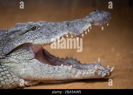 Portrait of a nile crocodile with open mouth resting on the sand Stock Photo