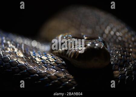Facial portrait and colorful scales of an amethyst python in the dark Stock Photo
