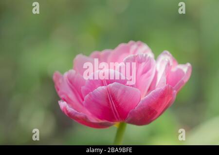 Double pink peony tulip Double Shirley in garden. Pink peony flowered double tulip. Stock Photo