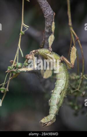 Green Prickly Stick Insect camouflaged in a branch in a terrarium Stock Photo