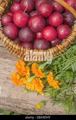 Fresh organic ripe red plums. Plum in the basket over wood background. Stock Photo