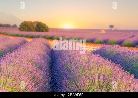 Sunrise over lavender fields in Provence, Southern France Stock Photo