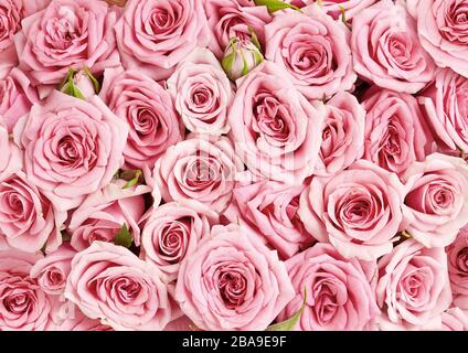 Background image of pink roses. Top view of rose flowers Stock Photo