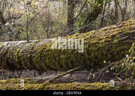 Fallen trees in the forest covered in lush green moss. Stock Photo