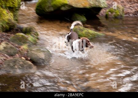 Working Cocker Spaniel 'Bertie' playing in stream, Peak District, UK Stock Photo