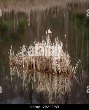 A beautiful creamy mound of cat tail in a golden colored river. Stock Photo