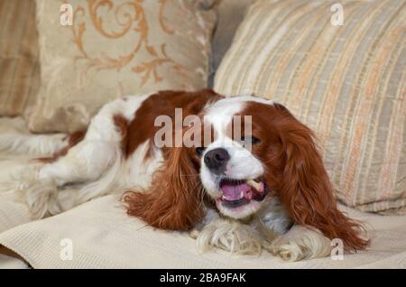 Charming Cavalier King Charles spaniel enjoying a snack Stock Photo