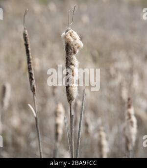 A close up photograph of a spent cat tail. Stock Photo