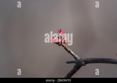 Silver Maple Buds Sprouting in Springtime Stock Photo