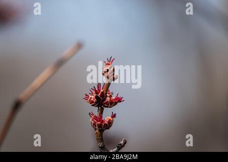 Silver Maple Buds Sprouting in Springtime Stock Photo