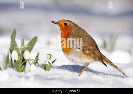 Robin Erithacus rubecula, in snow among snowdrops,  Aberdeenshire Stock Photo