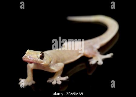 Asian House lizard (hemidactylus) or common gecko isolated on black background Stock Photo
