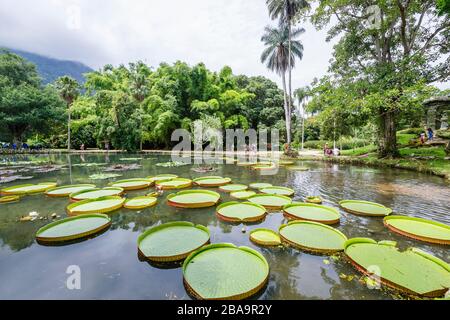 Large green leaves of Victoria lilies (Victoria amazonica), Lago Frei Leandro pond, Botanical Garden (Jardim Botanico), South Zone, Rio de Janeiro