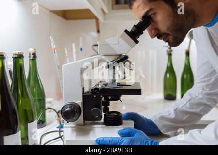 Winemaker analyzing a sample under a microscope in a winery lab. Stock Photo