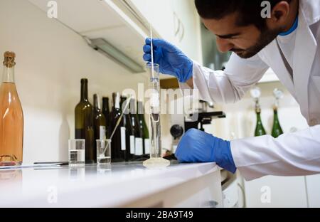 Arabic winemaker working in winelab wearing white gown and gloves. Stock Photo