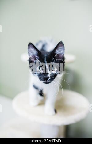 Black and White Kitten with Striking Markings Stock Photo