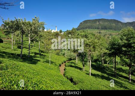 Sri Lanka, Nuwara Eliya, tea plantation Stock Photo